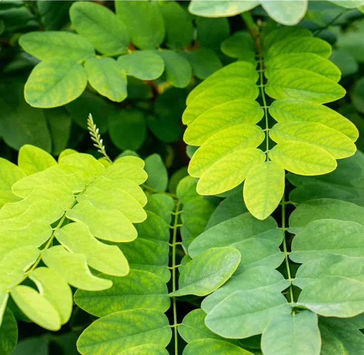 Kugelakazie 'Umbraculifera'