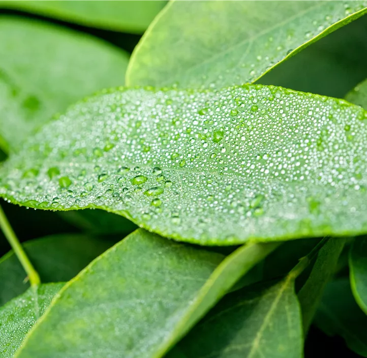 Kugelakazie 'Umbraculifera'