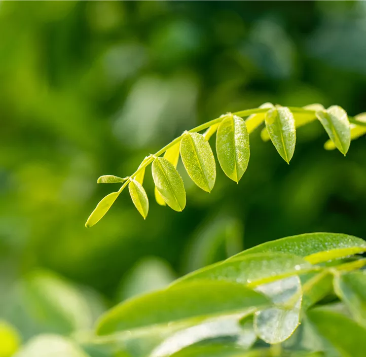 Kugelakazie 'Umbraculifera'