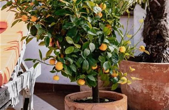 Hitzeprofis auf Balkon und Terrasse