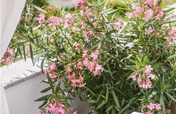 Hitzeprofis auf Balkon und Terrasse