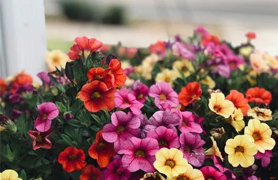 hitzeprofis auf balkon und terrasse