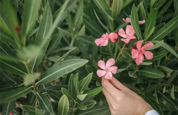 Hitzeprofis balkon und terrasse