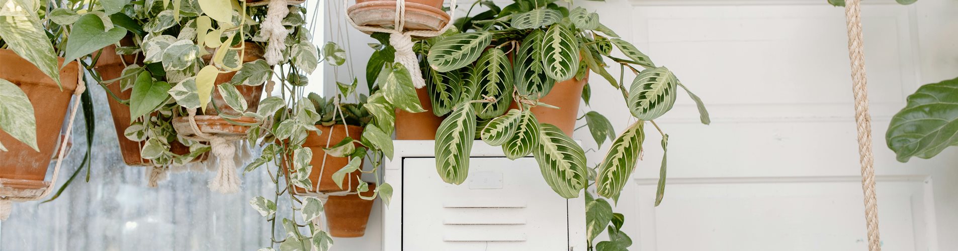 hängepflanzen fliegendes wohnzimmer hängepflanzen fliegendes wohnzimmer