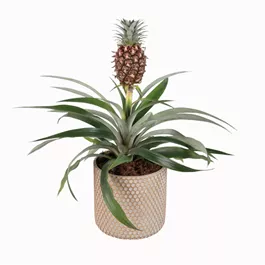 Ananas comosus in Keramik