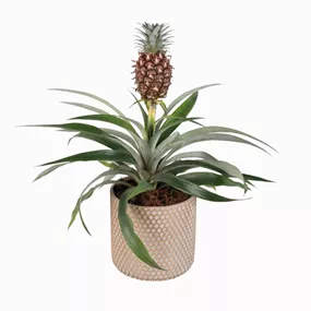 Ananas comosus in Keramik