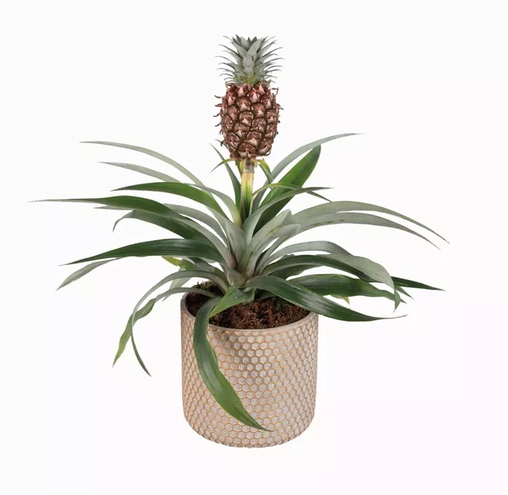 Ananas
