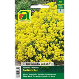 Alyssum Goldkörbchen mehrjährig 