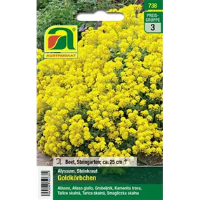 Alyssum Goldkörbchen mehrjährig 