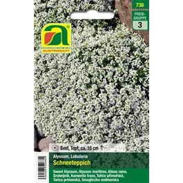 Alyssum Schneeteppich einjährig 
