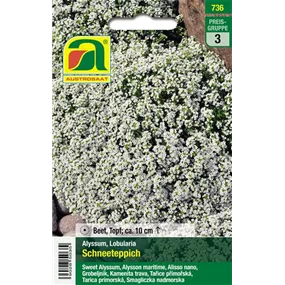 Alyssum Schneeteppich einjährig 