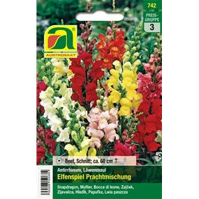 Antirrhinum Elfenspiel