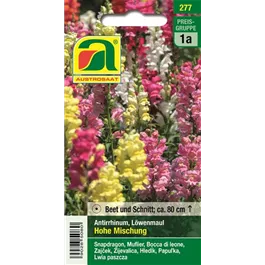 Antirrhinum Löwenmaul Hohe Mischung 