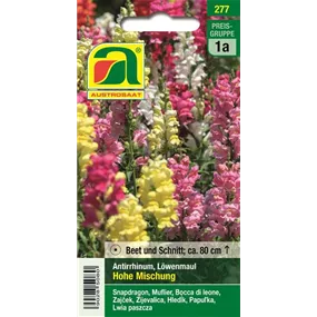 Antirrhinum Löwenmaul Hohe Mischung 