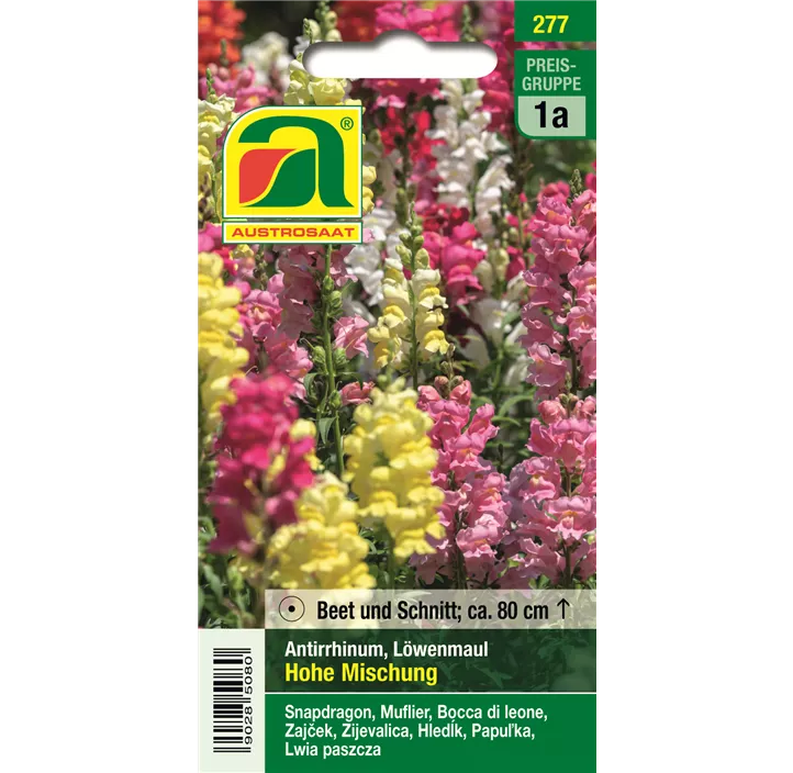 Antirrhinum Löwenmaul Hohe Mischung 