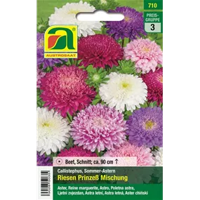 Astern Riesen Prinzeß Mischung 