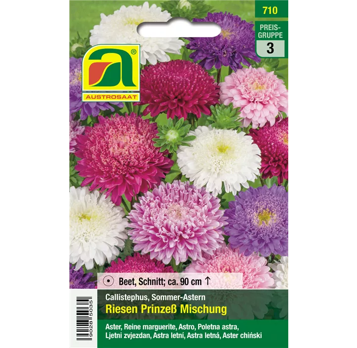 Astern Riesen Prinzeß Mischung 