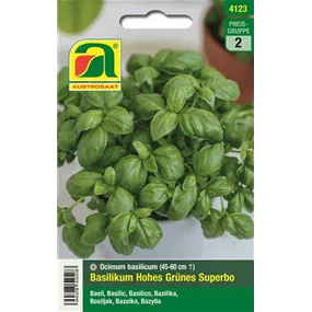 Basilikum Hohes Grünes Superbo