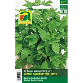 Basilikum Lemon