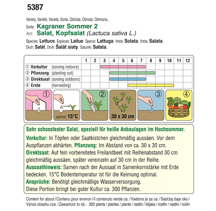 BIO Kopfsalat Kagraner Sommer 2