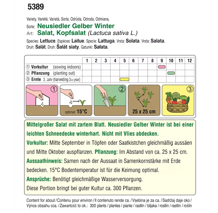 BIO Kopfsalat Neusiedler Gelber Winter