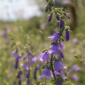 Acker-Glockenblume