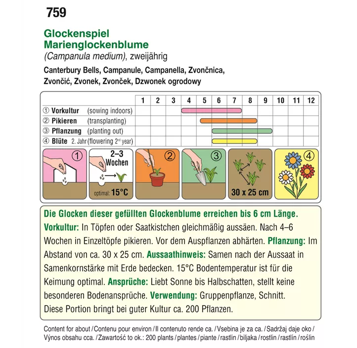 Campanula Glockenspiel gefüllt