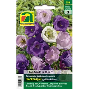 Campanula Glockenspiel gefüllt