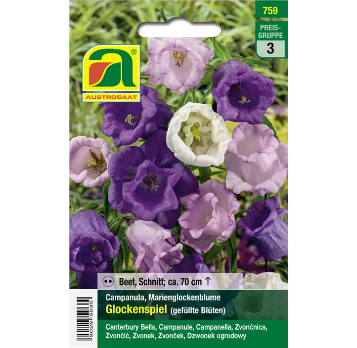 Campanula Glockenspiel gefüllt