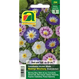 Convolvulus tricolor