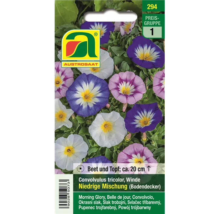 Convolvulus tricolor