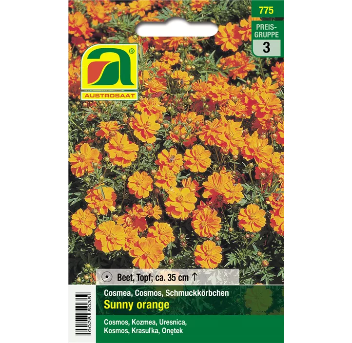 Cosmea Sunny orange