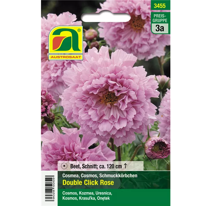 Cosmos Double Click Rose