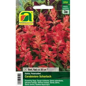 Feuersalbei Carabinere Scharlach