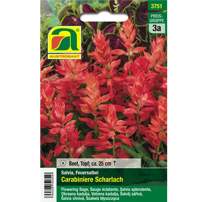 Feuersalbei Carabinere Scharlach