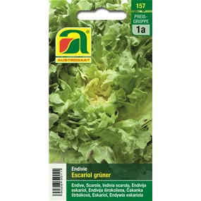 Endivie grüner Breedblad Volhart Winter