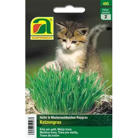 Katzengras Hafer&Raygras