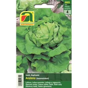 Kopfsalat Analena lausresistent