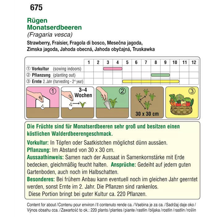 Monatserdbeere Rügen