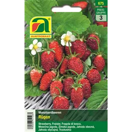 Monatserdbeere Rügen