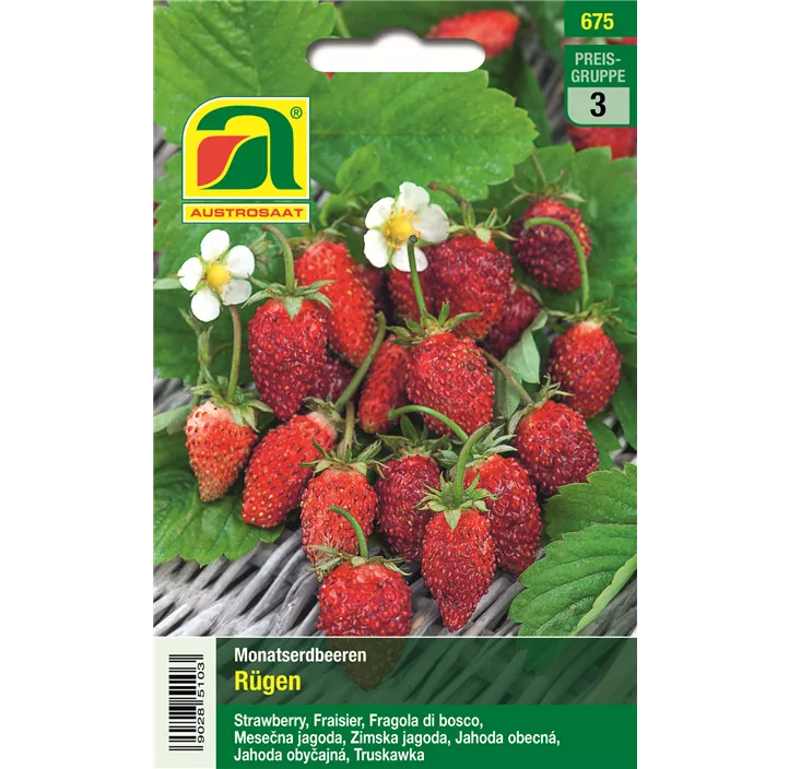 Monatserdbeere Rügen