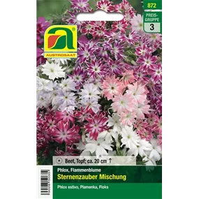 Phlox Sternenzauber Mischung einjährig