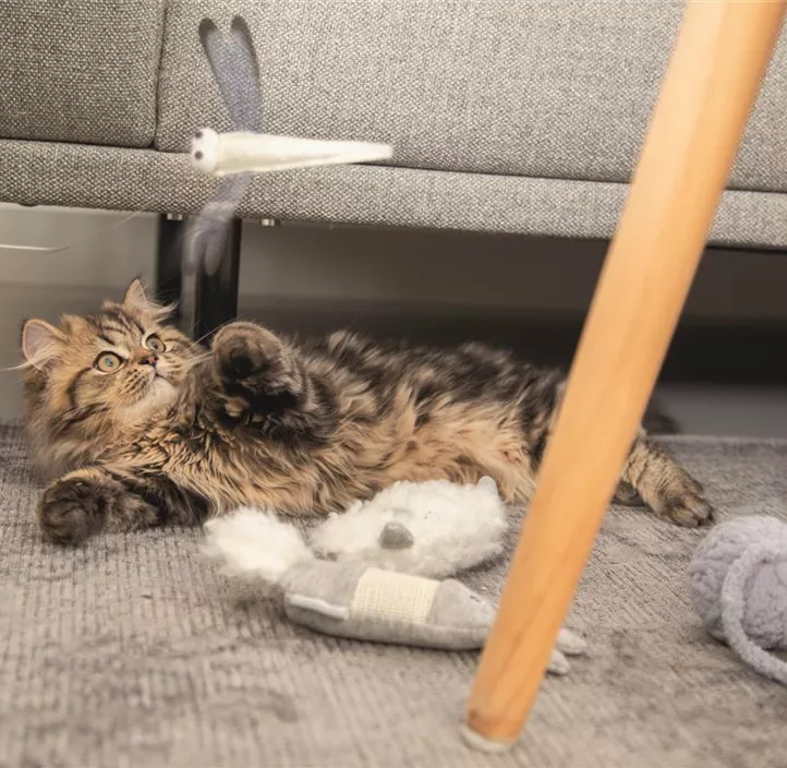 Katzenangel Dragonfly