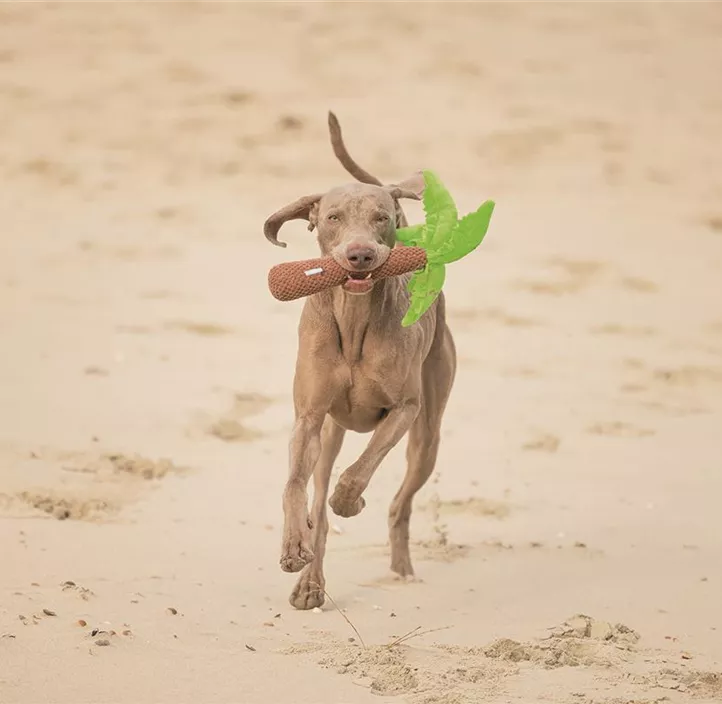 Hundespielzeug Palme
