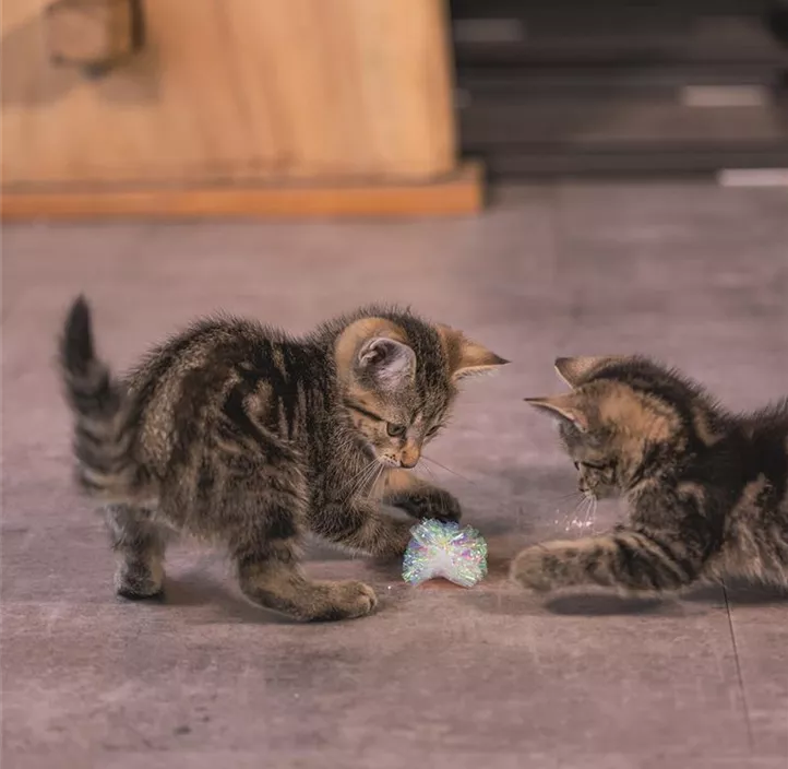 Knisterbälle Kitten