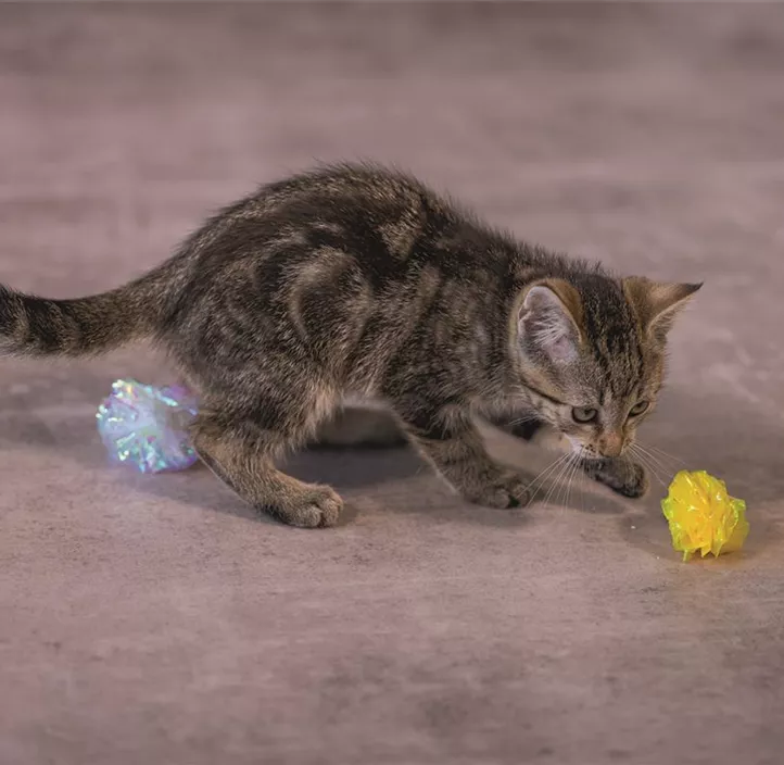 Knisterbälle Kitten