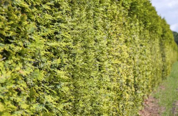 Goldtaler Thuja occidentalis
