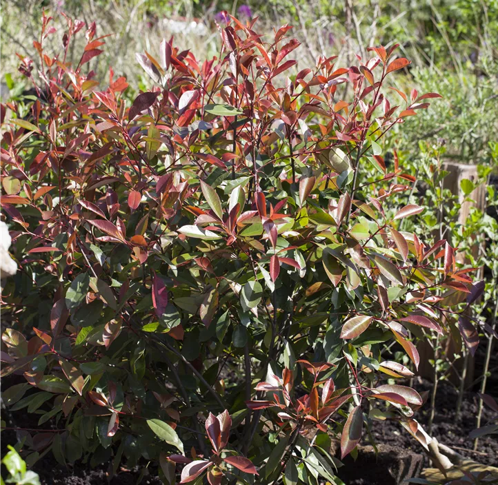 Glanzmispel 'Red Robin'