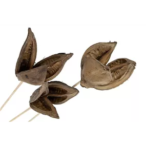 Madeira-Krone auf Stiel 2 Stück/Packung