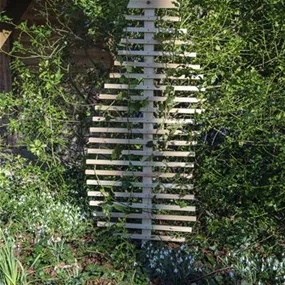 Rankhilfe Fraxinus-Blatt